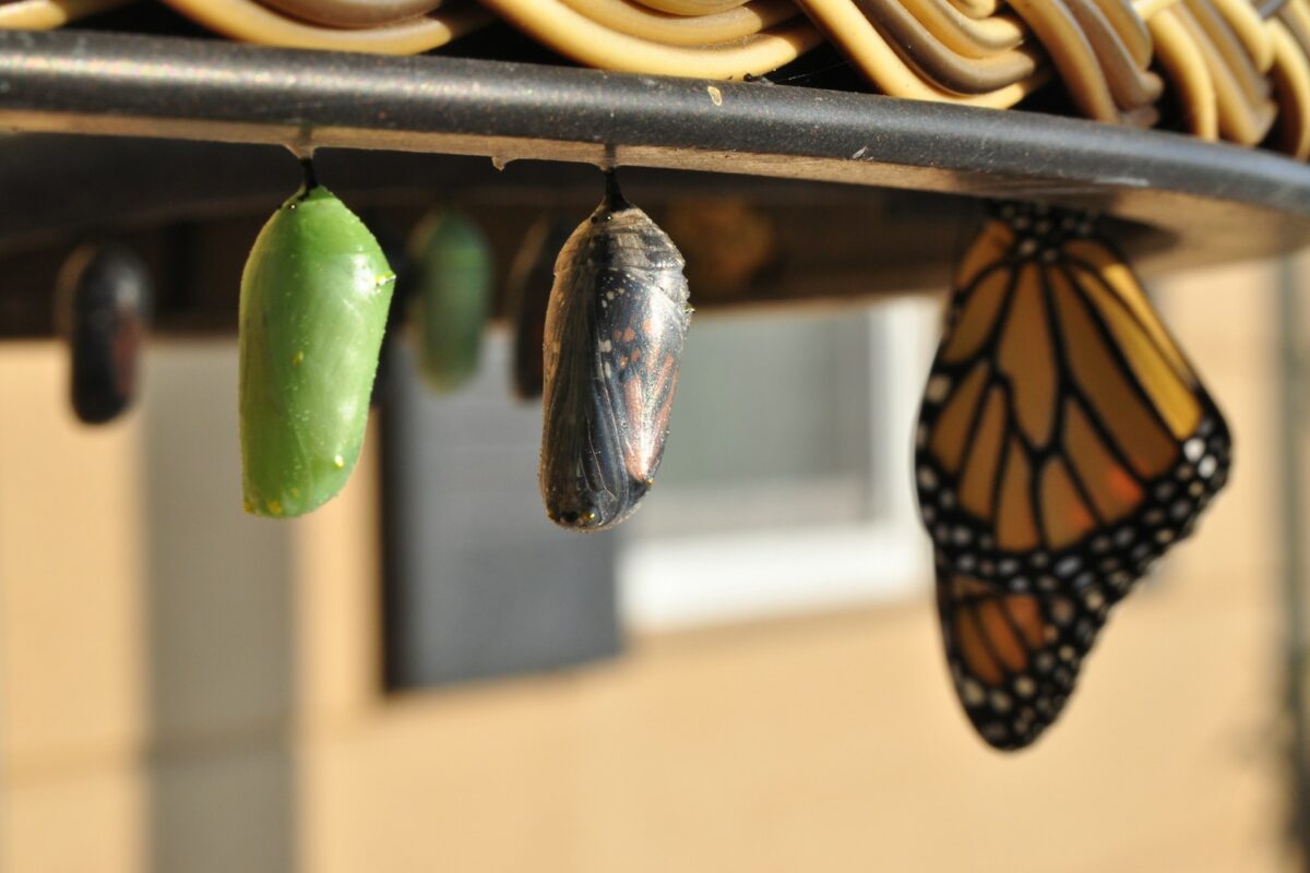 7 Steps To Leading Brand-Business Transformation